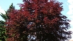 Der Baum Test alt