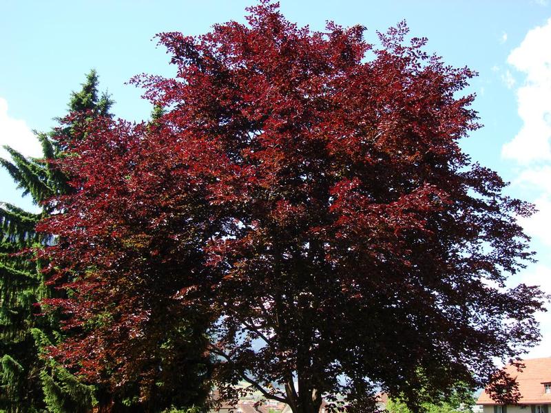 Der Baum Test alt
